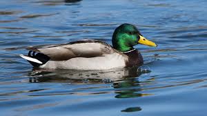 Duck